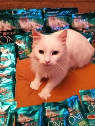 Вологий корм Purina One Indoor Formula для котів, тунець і зелена квасоля в соусі 85г.(7613038255903) фото від покупців 8