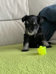 Набір іграшок Trixie М'яч "Їжачок гумовий" для кішок, d:3,3 см, 4 шт. фото від покупців 12