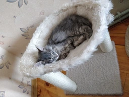 Дряпка Trixie Baza для котів, кремова 41х41х50см (сизаль/плюш) фото від покупців 4