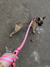 Поводок для собак нейлоновый Collar WAUDOG Nylon, светящийся/светоотражающий, M, Ш 20 мм, Дл 122 см (45742) фото от покупателей 1