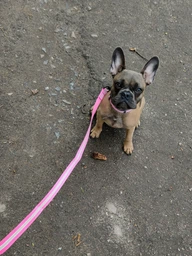Поводок для собак нейлоновый Collar WAUDOG Nylon, светящийся/светоотражающий, M, Ш 20 мм, Дл 122 см (45742)