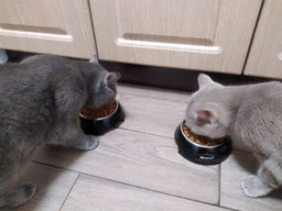 Сухой корм Purina Pro Plan Adult 1+ Delicate Digestion для кошек с чувствительным пищеварением с ягненком 3 кг фото от покупателей 18