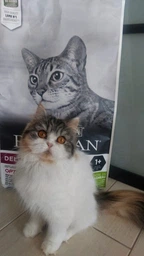 Сухой корм Purina Pro Plan Adult 1+ Delicate Digestion для кошек с чувствительным пищеварением с ягненком 3 кг фото от покупателей 10