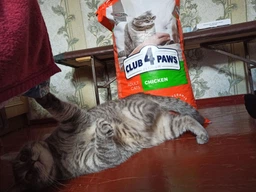 Корм сухий Club 4 Paws для котів з куркою 300 г (4820083909795)