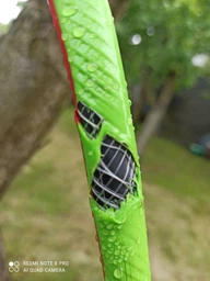 Шланг садовий Verto Professional, 1/2", 20м, 3 кулі, до 25бар, -10…+45°C фото від покупців 15