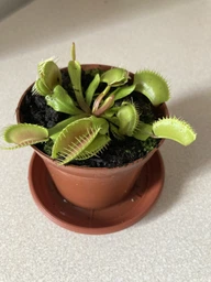 Растение хищник Венерина Мухоловка AlienPlants B52 Dionaea muscipula B52 размер L (SUN0001CP) фото от покупателей 14
