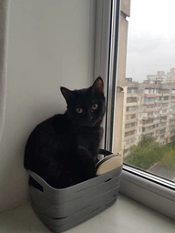 Вологий корм Purina Cat Chow для кошенят з індичкою та цукіні, ніжні шматочки в желе 78шт*85г фото від покупців 12
