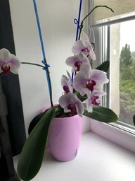 Горщик для орхідей Orchidea TWIN 3,3 л блакитний Santino фото від покупців 15