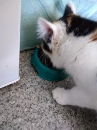 Сухий корм Brit Premium Cat by Nature Sterilised для стерилізованих котів, з куркою, 1500 г (1111167477) фото от покупателей 10