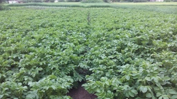 Инсектицид Амплиго 40 мл Syngenta