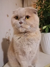 Сухий корм для котів Royal Canin British Shorthair Adult 400 г (3182550756402)