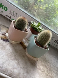 Керамический горшок для суккулентов Mini Plant маленького размера 6,4х6,5см Квадратный Бирюзовый фото от покупателей 9