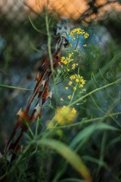 Canon EF 50mm f/1.8 STM фото от покупателей 2