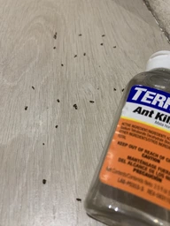 Засіб від Мурах Terro Ant Killer Killer ll T200. Тюбик 60мл. Терро від мурах. Знищує колонію фото від покупців 16