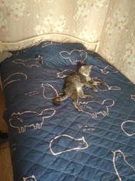 Покрывало Home Line Стеганое Двустороннее 160х210 Синее (2600001626575) фото от покупателей 3