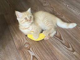 Іграшка для котів Petstages Банан 12 см фото від покупців 7