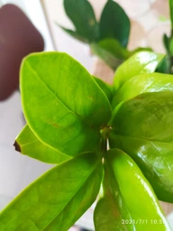 Заміокулькас (Zamioculcas, Доларове дерево), висота 30 - 40см, 12" горщик (RG145) фото від покупців 12