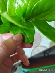 Заміокулькас (Zamioculcas, Доларове дерево), висота 30 - 40см, 12" горщик (RG145) фото від покупців 16