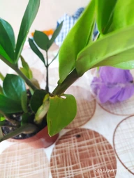 Заміокулькас (Zamioculcas, Доларове дерево), висота 30 - 40см, 12" горщик (RG145) фото від покупців 13