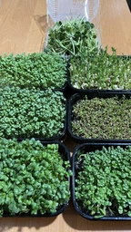 Набір для вирощування мікрозелені Panda microgreen на 7 врожаїв (7 видів культур) фото от покупателей 10