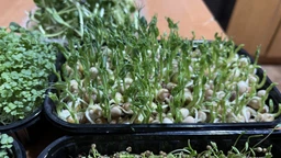 Набір для вирощування мікрозелені Panda microgreen на 7 врожаїв (7 видів культур) фото от покупателей 7