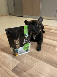 Сухий корм PRO PLAN Small & Mini Puppy Healthy Start для цуценят дрібних порід з куркою 3 кг