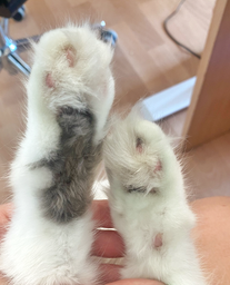 Бентонітовий наповнювач для туалету котів Catmania з ароматом Aloe vera та зеленими гранулами, 5 л фото від покупців 6