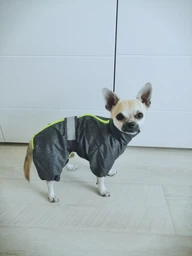 Комбінезон для собак Pet Fashion «RAIN» 6-XL (червоний) фото від покупців 14