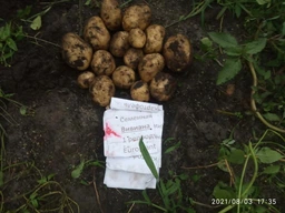 Семенной картофель Вивиана 1 кг сверхранняя 1 репродукция Europlant