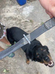 Нашийник Collar Evolutor 25 мм 25-70 см Фіолетовий (42439) фото від покупців 6