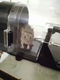 Мишоловка живоловка багаторазова з прозорого пластику Humane Trap (НТ-25295) фото від покупців 15