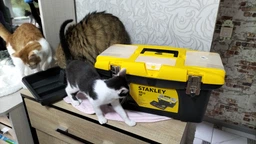 Ящик для инструмента Jumbo 19 Stanley (1-92-906)
