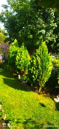 Кусторез электрический Bosch EasyHedgeCut 45 (0600847A05) фото от покупателей 15