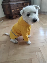 Куртка-дощовик для собак Noble Pet Moss Yellow XL (M4108/XL)