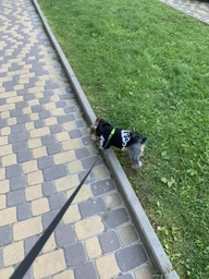 Толстовка для собак Adidog 5XL Рожевий