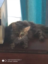 Нашийник PROVET PROFILINE для котів та собак 35 см, зелений (інсектоакарицид) фото від покупців 4