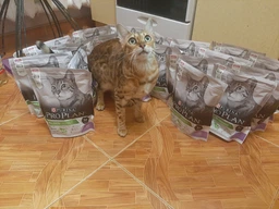 Сухий корм Purina Pro Plan Sterilised Adult 1+ Renal Plus для стерилізованих котів з індичкою 1.5 кг