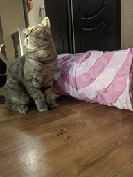 Тунель Trixie для котів ігровий текстиль 25х50 см рожевий 1111115586