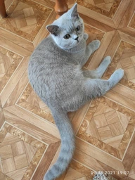 Сухий корм для котів Royal Canin British Shorthair Adult 400 г (3182550756402)
