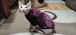 Теплая кофта для котов (кошек) Style Pets FaceSPM (KM/FSPM/br) из махровой ткани XXL фото от покупателей 9