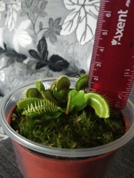 Растение Хищник Венерина мухоловка Дентата AlienPlants Dionaea muscipula Dentate размер S (SUN0017CP) фото от покупателей 4