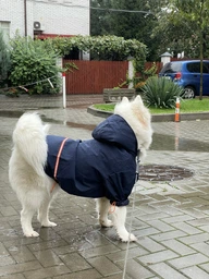 Куртка-дощовик для собак Noble Pet Moss Yellow M-Short (M4108/M-Short)