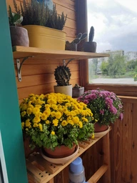 Піддон Terraneo d21х4 см 700226