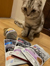 Вологий корм для кошенят Purina Pro Plan Kitten Healthy Start шматочки в паштеті з індичкою 75 г (77653) фото від покупців 18