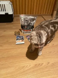 Вологий корм для кошенят Purina Pro Plan Kitten Healthy Start шматочки в паштеті з індичкою 75 г (77653) фото від покупців 17
