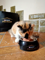 Консервированный корм Purina Pro Plan Veterinary Diets Baby Kitten Нежный мусс с курицей для котят 85 г (8445290673718) фото от покупателей 15