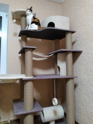 Большой игровой кошачий комплекс когтеточка домик для всех пород кошек и котов 195х80х60см молочно лиловый фото от покупателей 1