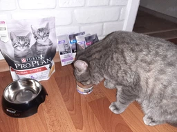 Консервированный корм Purina Pro Plan Veterinary Diets Baby Kitten Нежный мусс с курицей для котят 85 г (8445290673718) фото от покупателей 14