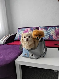 Сумка-переноска для собак і кішок Collar 41х21х27 см до 6 кг Сіра (9977) фото від покупців 2