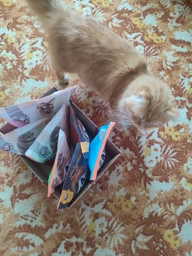 Сухой корм Club 4 Paws Adult Cats Indoor 4 in 1 - для кошек, живущих в помещении "4 в 1" 2 кг (B4640201) фото от покупателей 1